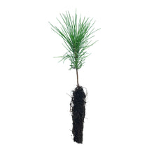 Load image into Gallery viewer, Western White Pine | Small Tree Seedling | The Jonsteen Company