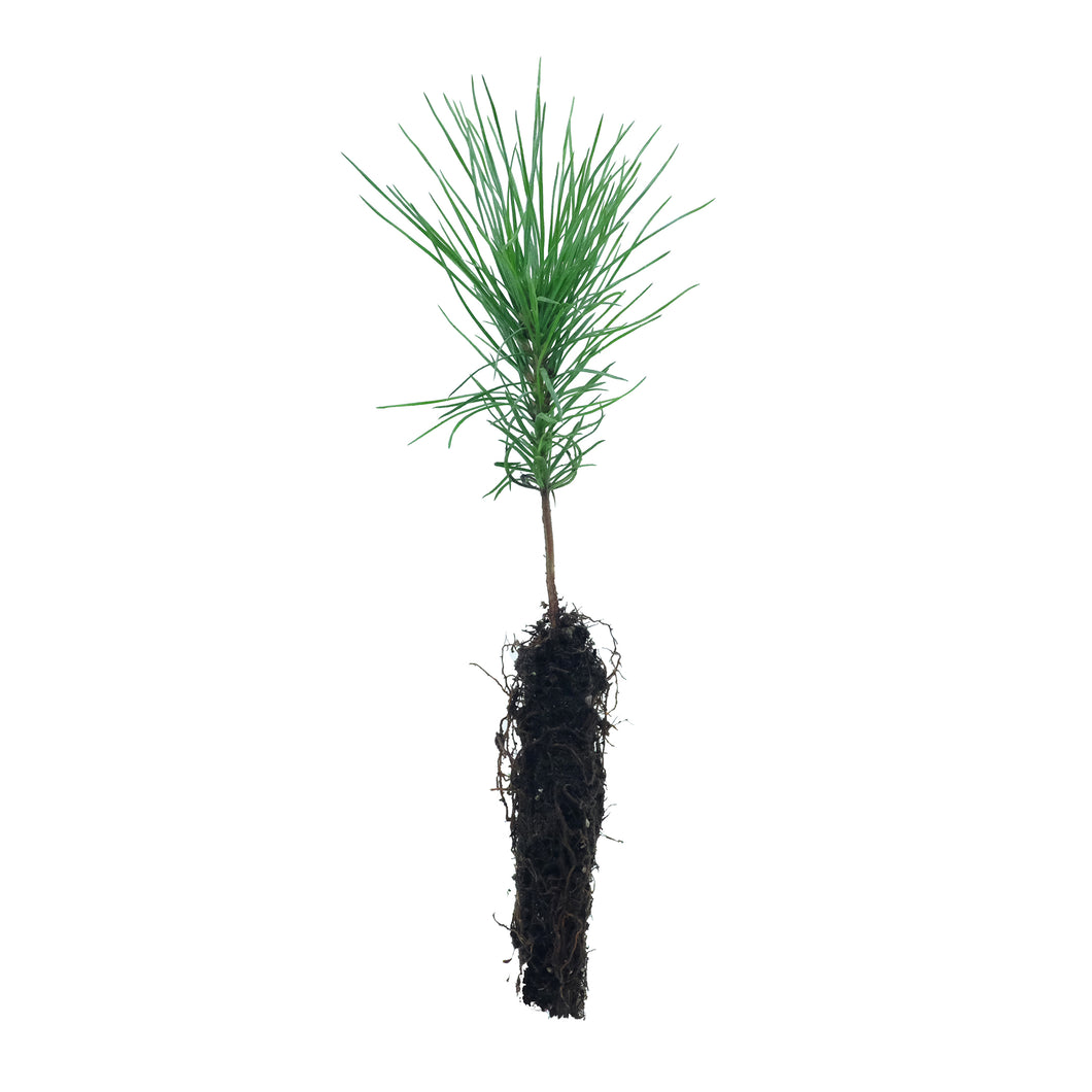 Western White Pine | Small Tree Seedling | The Jonsteen Company