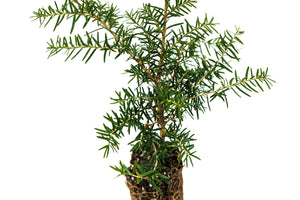 Western Hemlock | Medium Tree Seedling | The Jonsteen Company