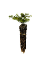 Load image into Gallery viewer, Western Hemlock | Small Tree Seedling | The Jonsteen Company