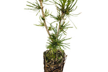 Load image into Gallery viewer, Western Larch | Medium Tree Seedling | The Jonsteen Company