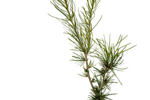 Western Larch | Medium Tree Seedling | The Jonsteen Company