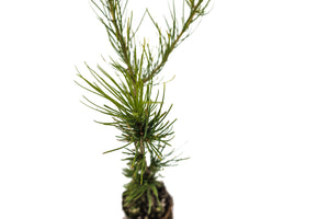 Western Larch | Medium Tree Seedling | The Jonsteen Company