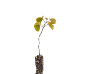 Load image into Gallery viewer, Western Redbud | Small Tree Seedling | The Jonsteen Company
