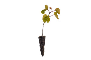 Western Redbud | Small Tree Seedling | The Jonsteen Company