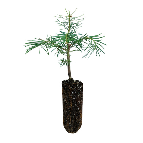 White Fir | Medium Tree Seedling | The Jonsteen Company