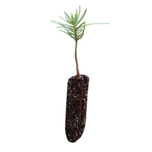 Load image into Gallery viewer, White Fir | Small Tree Seedling | The Jonsteen Company