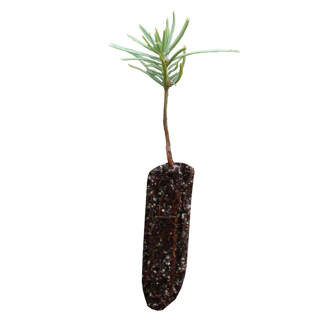 White Fir | Small Tree Seedling | The Jonsteen Company