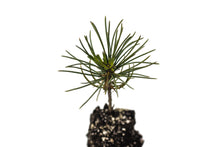 Load image into Gallery viewer, Whitebark Pine | Medium Tree Seedling | The Jonsteen Company