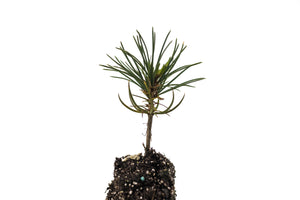 Whitebark Pine | Medium Tree Seedling | The Jonsteen Company