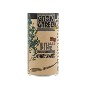 Whitebark Pine | Seed Grow Kit | The Jonsteen Company