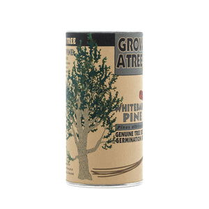 pine seeds for planting Whitebark Pine