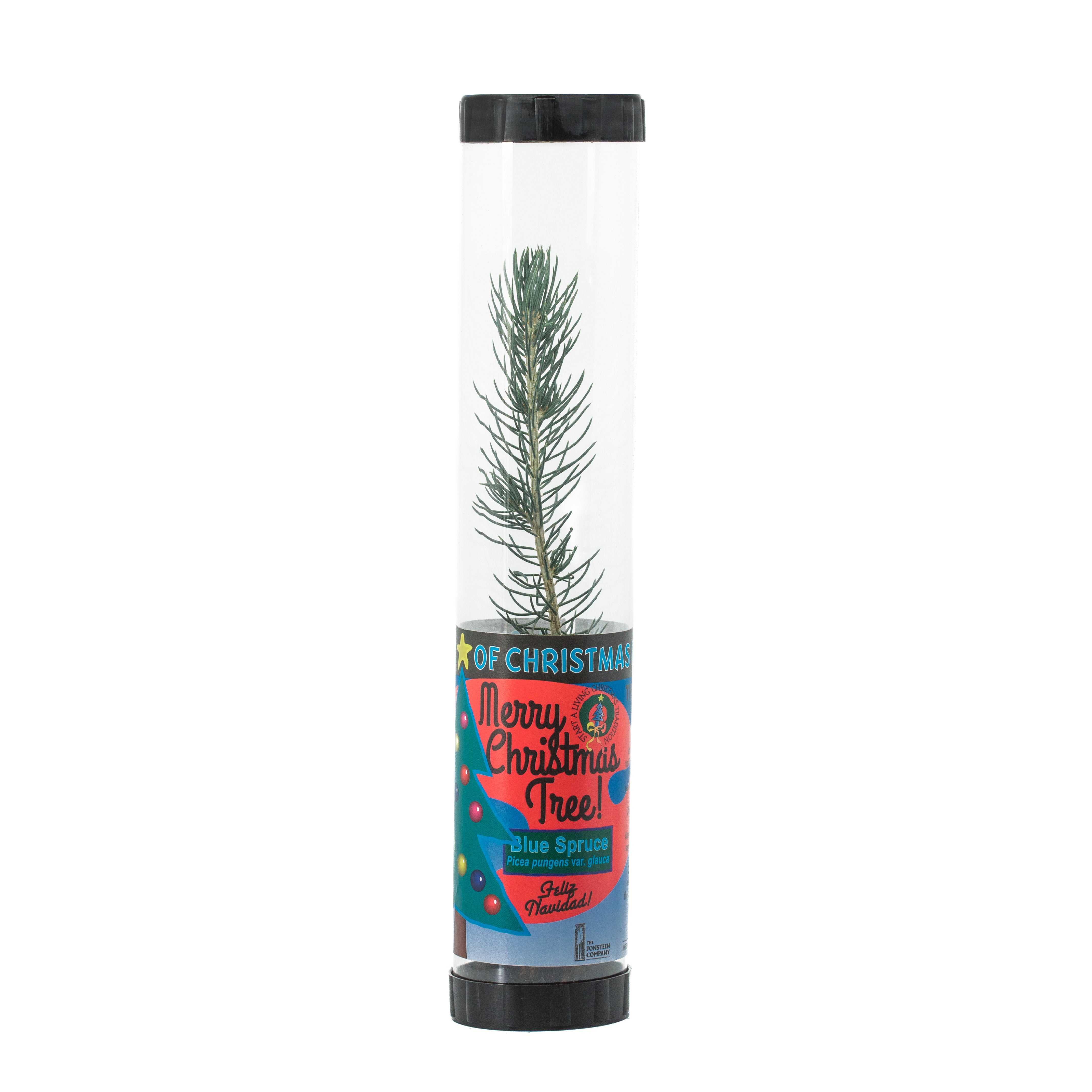 Christmas Tree-To-Be Spruce Grow Kit