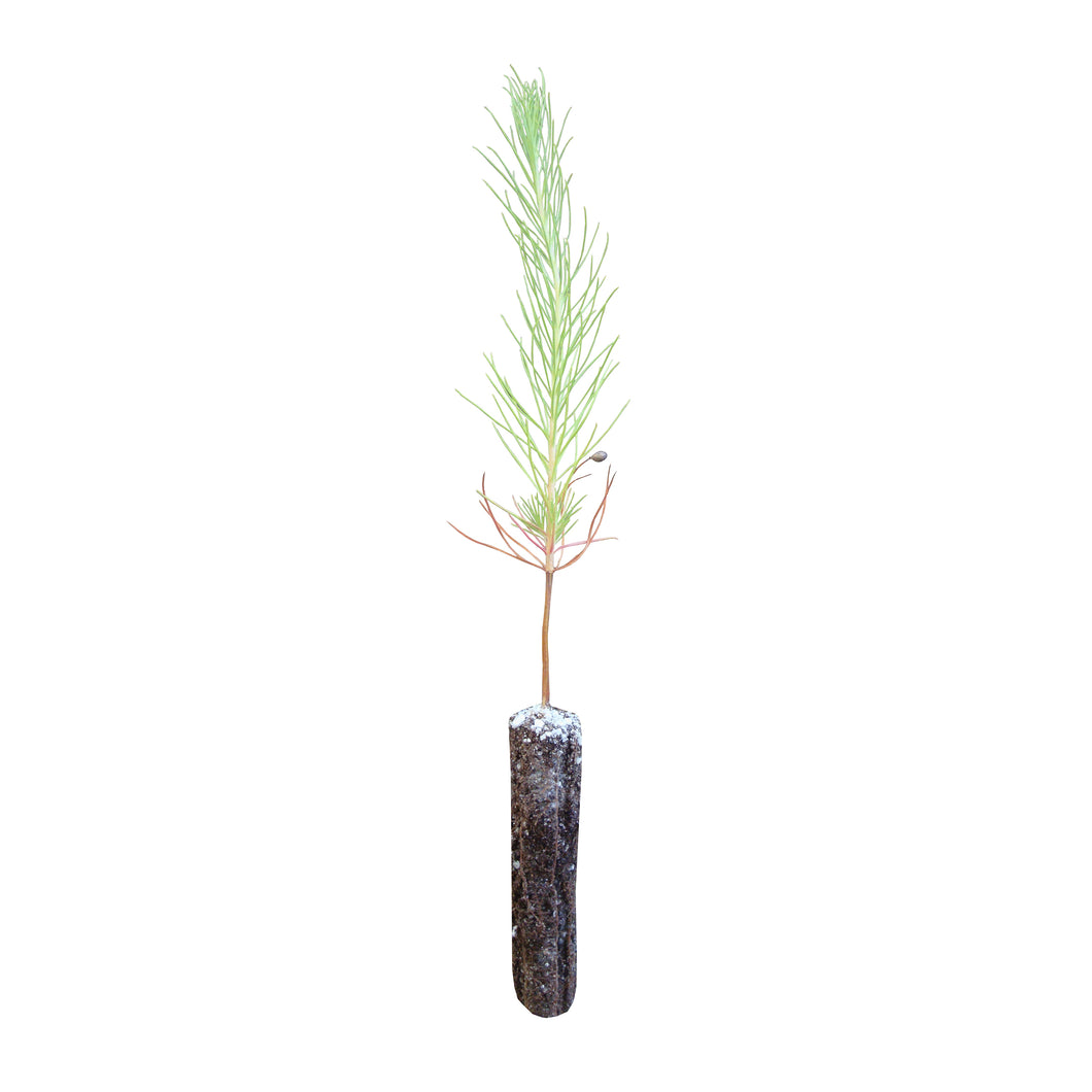 Yellow Mountain Pine | Small Tree Seedling | The Jonsteen Company