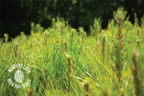 Yellow Mountain Pine | Lot of 30 Tree Seedlings | The Jonsteen Company