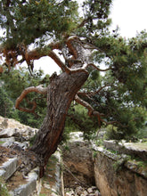 Load image into Gallery viewer, Afghan Pine | Medium Tree Seedling | The Jonsteen Company