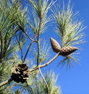 Afghan Pine | Small Tree Seedling | The Jonsteen Company