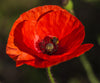 Alaska Red Poppy | Flower Seed Grow Kit | The Jonsteen Company