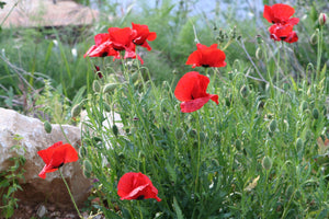 Alaska Red Poppy | Flower Seed Grow Kit | The Jonsteen Company