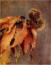 Load image into Gallery viewer, American Chestnut | Medium Tree Seedling | The Jonsteen Company