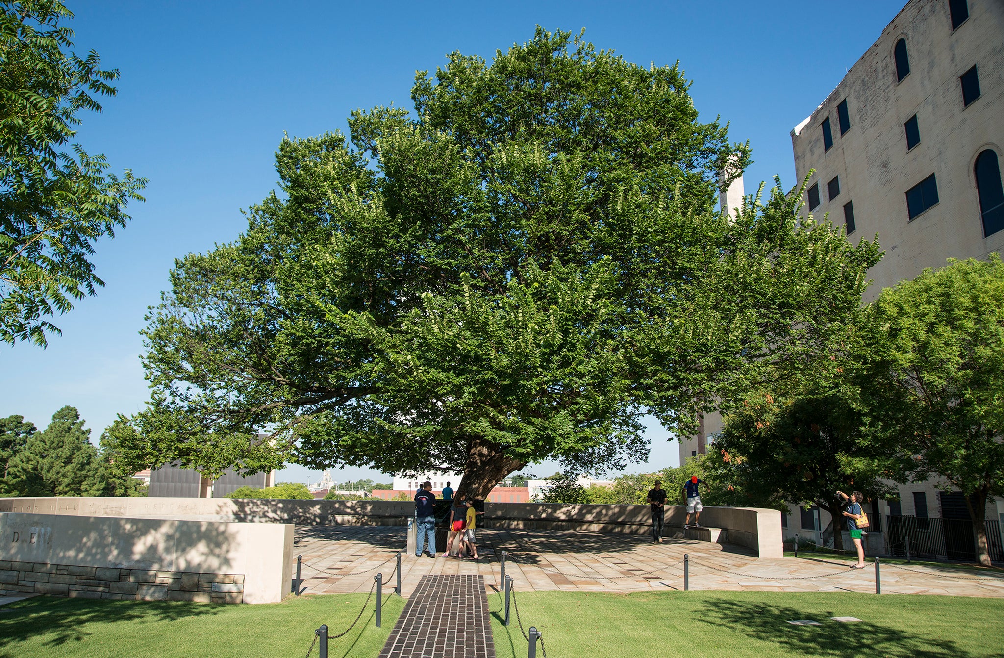 Survivor Tree (American Elm in Oklahoma City)