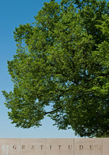 Load image into Gallery viewer, Oklahoma City Survivor Tree | Small Tree Seedling | The Jonsteen Company