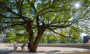 The Oklahoma City Survivor Tree | American Elm | The Jonsteen Company