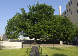 The Oklahoma City Survivor Tree | American Elm | The Jonsteen Company