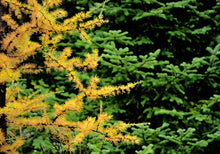 Load image into Gallery viewer, American Larch | Large Tree Seedling | The Jonsteen Company