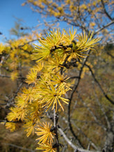 Load image into Gallery viewer, American Larch | Medium Tree Seedling | The Jonsteen Company