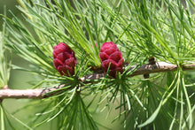 Load image into Gallery viewer, American Larch | Medium Tree Seedling | The Jonsteen Company