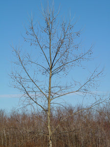American Sycamore | Small Tree Seedling | The Jonsteen Company