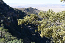 Load image into Gallery viewer, Arizona Cypress | Small Tree Seedling | The Jonsteen Company