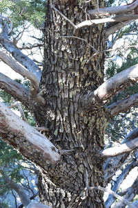 Arizona Cypress | Small Tree Seedling | The Jonsteen Company