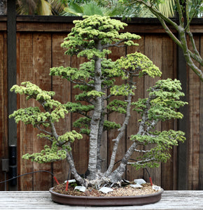 starter bonsai tree Bonsai Starter
