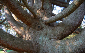 Atlas Cedar | Lot of 30 Tree Seedlings | The Jonsteen Company