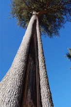Load image into Gallery viewer, Atlas Cedar | Lot of 30 Tree Seedlings | The Jonsteen Company