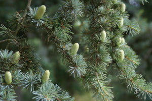 Atlas Cedar | Lot of 30 Tree Seedlings | The Jonsteen Company