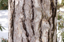 Load image into Gallery viewer, Austrian Black Pine | Medium Tree Seedling | The Jonsteen Company