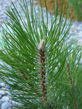 Load image into Gallery viewer, Austrian Black Pine | Small Tree Seedling | The Jonsteen Company
