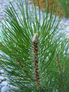 Austrian Black Pine | Small Tree Seedling | The Jonsteen Company