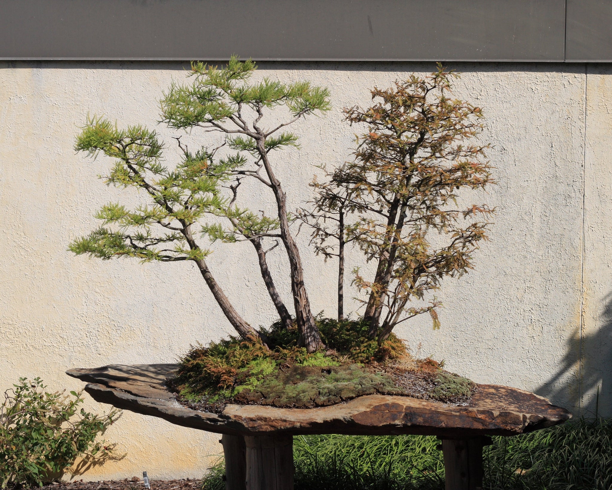 bald cypress bonsai trees for sale Baldcypress