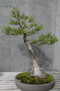 Baldcypress | Small Tree Seedling | The Jonsteen Company