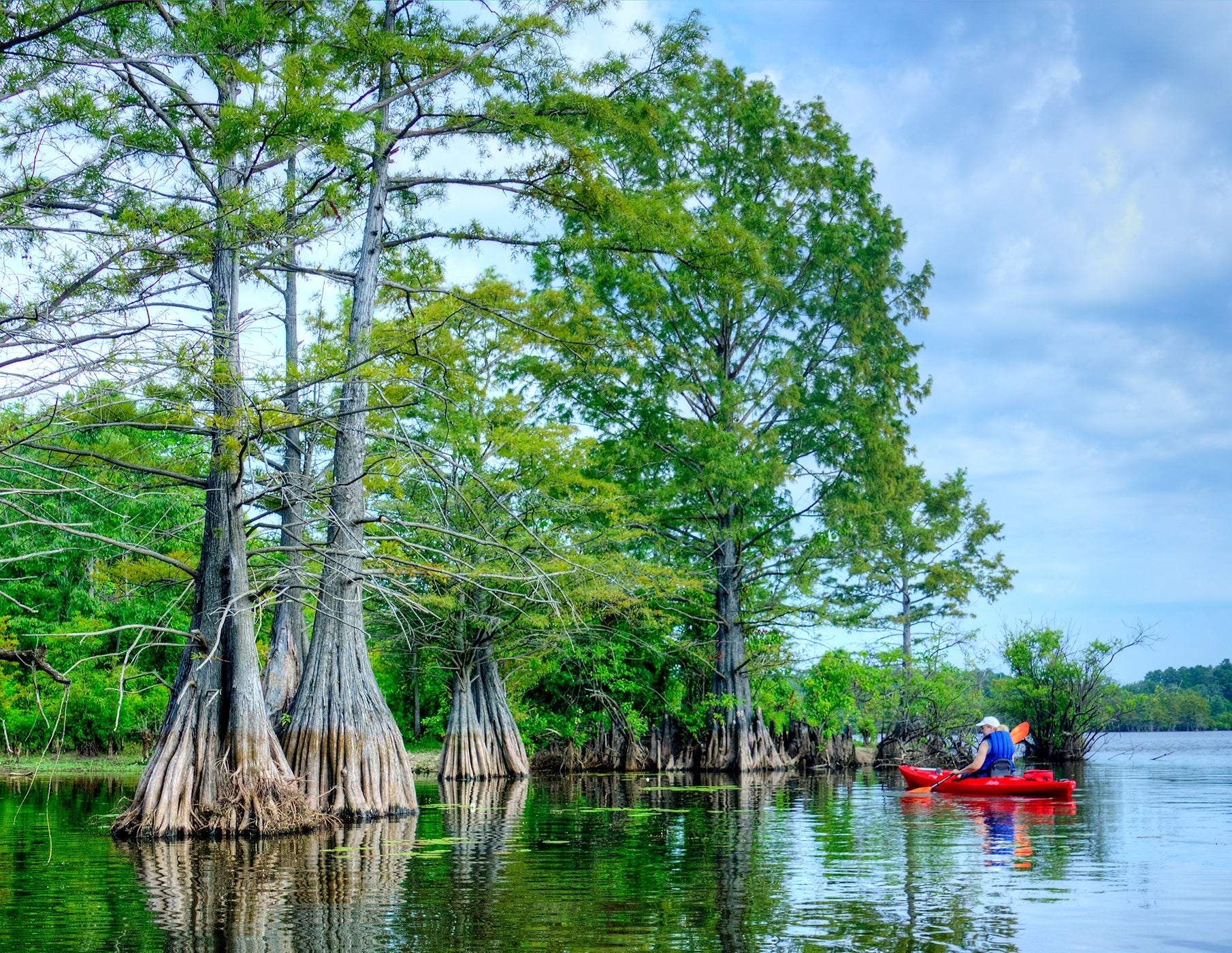 Xl Tree Baldcypress | XL Tree Seedling – The Jonsteen Company