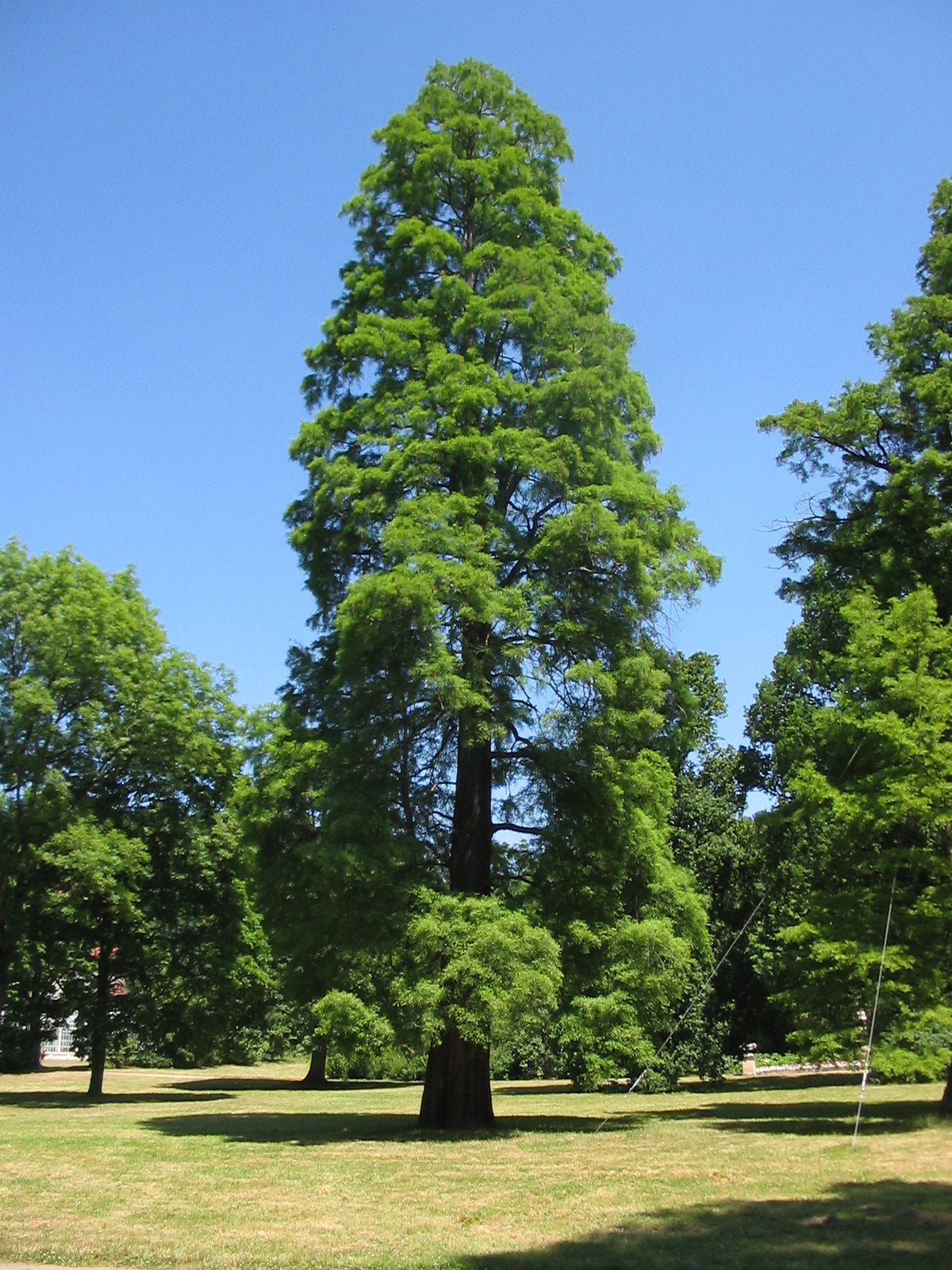 Xl Tree Baldcypress | XL Tree Seedling – The Jonsteen Company