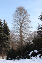 Load image into Gallery viewer, Baldcypress | Medium Tree Seedling | The Jonsteen Company