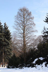 Baldcypress | Medium Tree Seedling | The Jonsteen Company