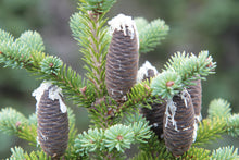 Load image into Gallery viewer, Balsam Fir | Small Tree Seedling | The Jonsteen Company