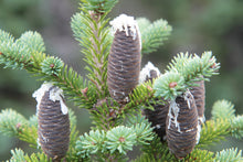 Load image into Gallery viewer, Balsam Fir | Large Tree Seedling | The Jonsteen Company