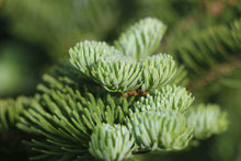 Load image into Gallery viewer, Christmas Tree | Balsam Fir | The Jonsteen Company